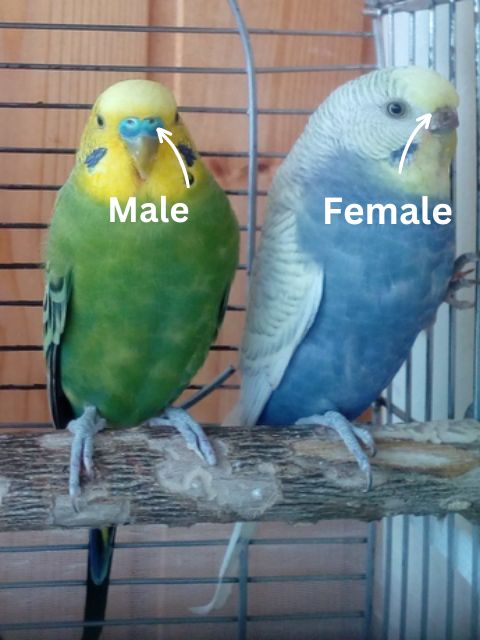 How To Tell The Gender Of A Parakeet Parrot Hub 4699