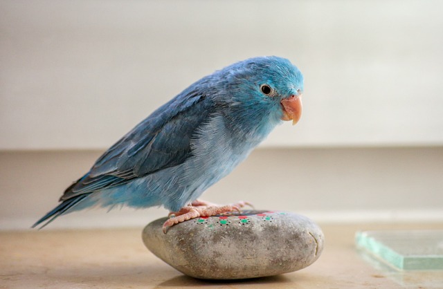 Parrotlet bird deals