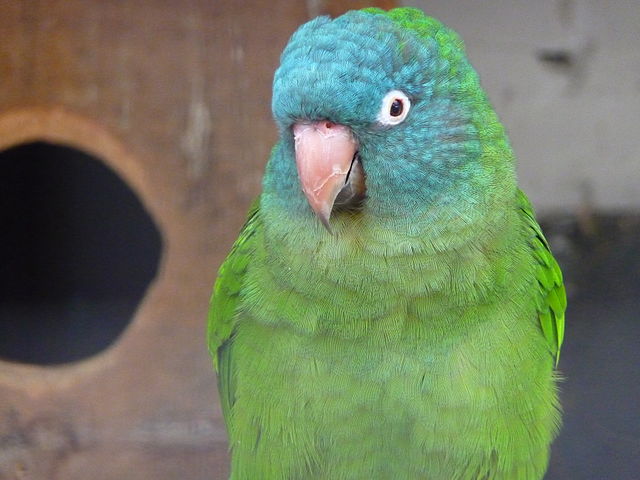 blue conure parrot