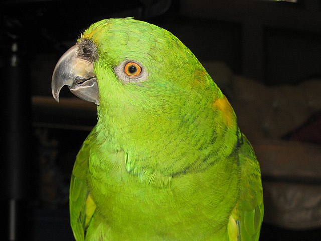 baby yellow parakeets