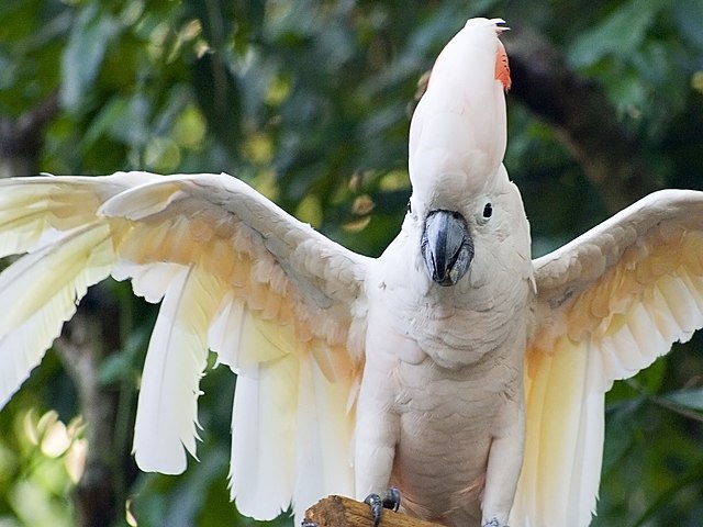 Moluccan Cockatoo Parrot Hub 