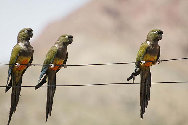 Patagonian conure deals