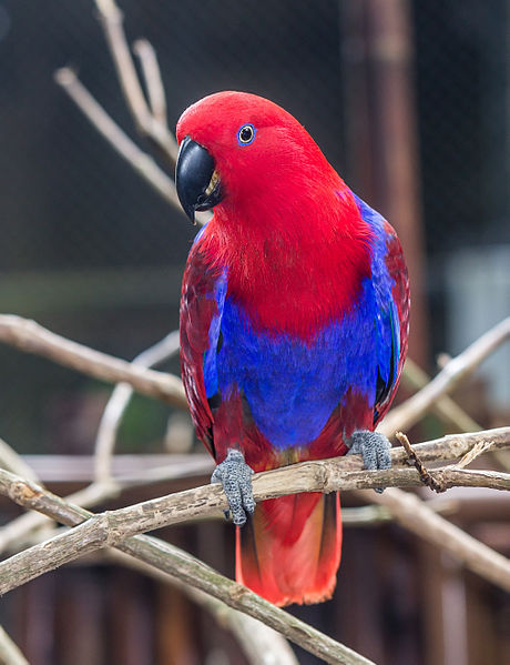 Eclectus deals