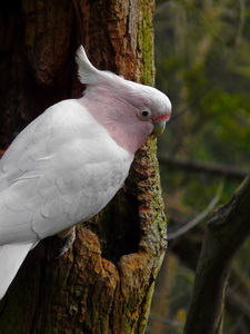 Price on sale of cockatoo