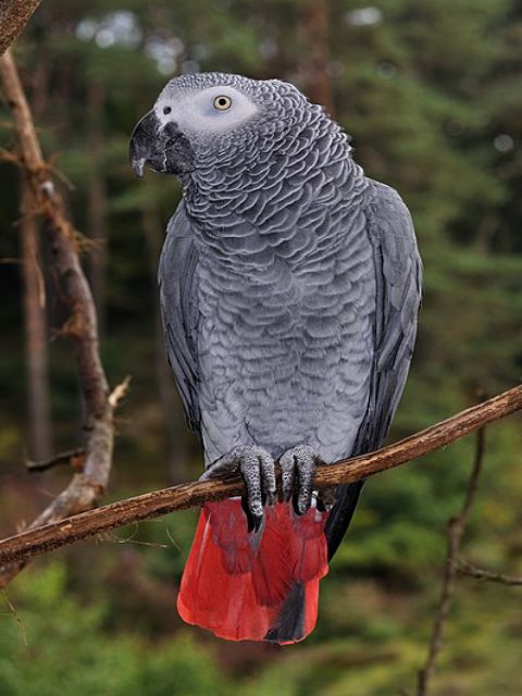 African grey store parrot price