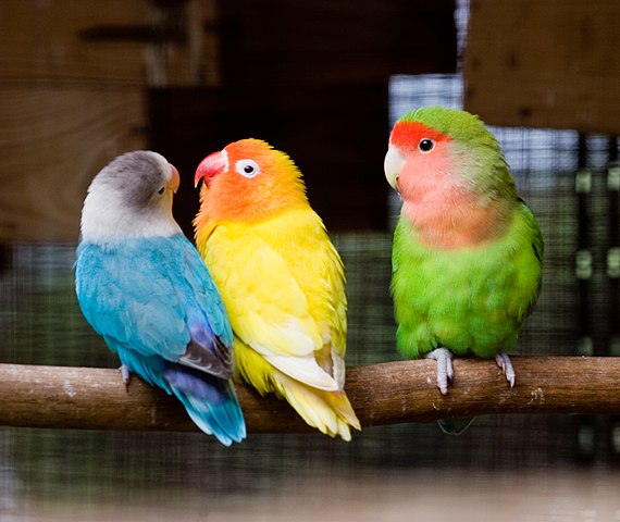 Lovebirds and hot sale parakeets