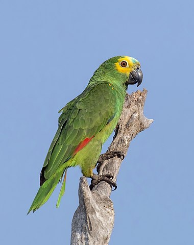 Green shop parrot price