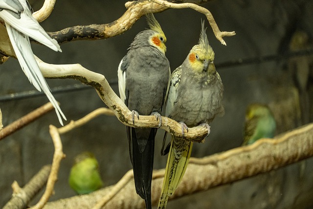 Male and female store cockatiel