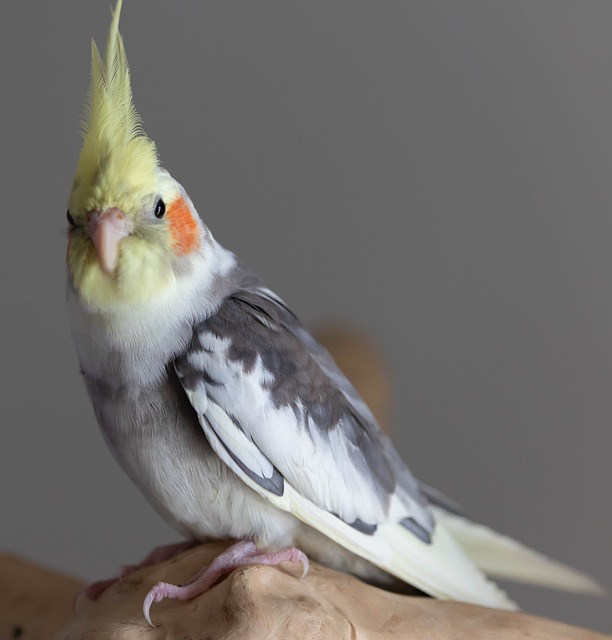 Cockatiel white hot sale price