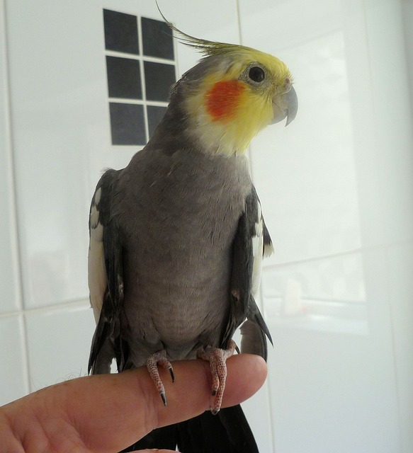 Happy cockatiel store