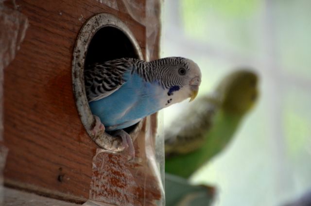 Ten Interesting Facts about Parakeets – Parrot Hub