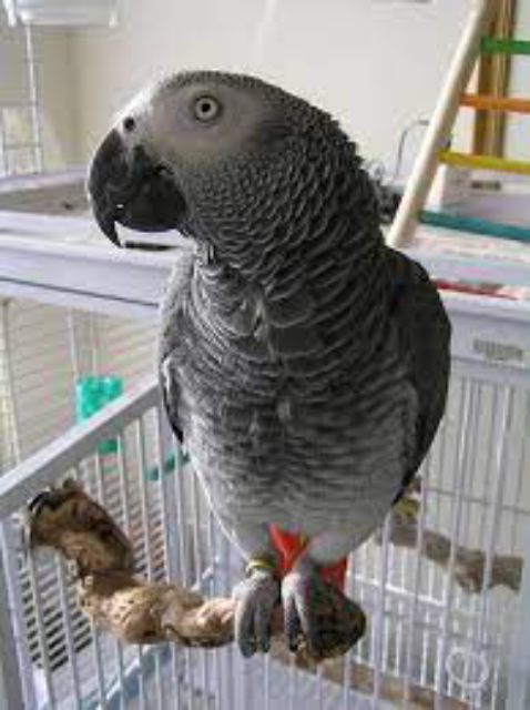 Four Parrot Behaviors That Might Baffle New Owners – Pet Birds by